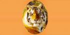 Tiger Plumbing Inc.