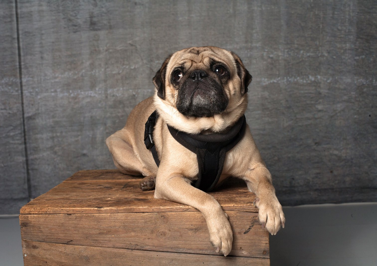 Online pet store 