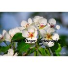 Janice Winsor Photography